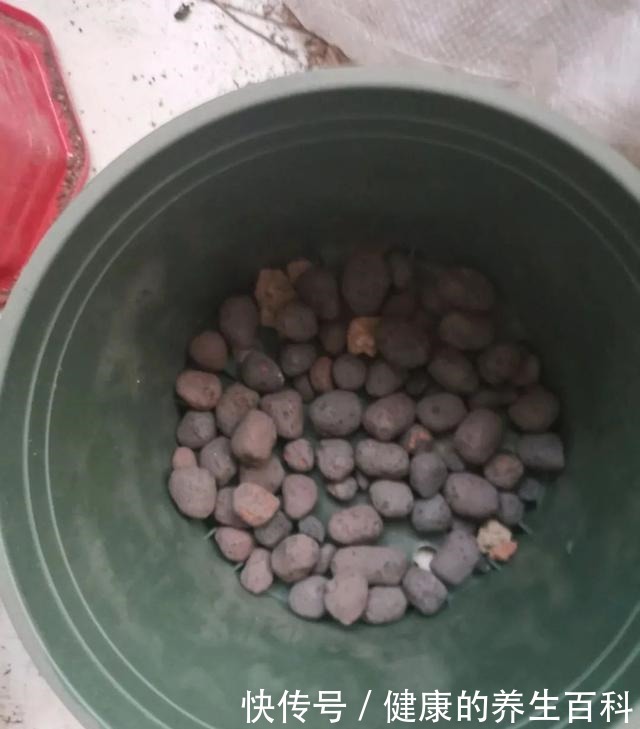 买的花总不活,秘密全在花盆里,搬起来看看才知道!