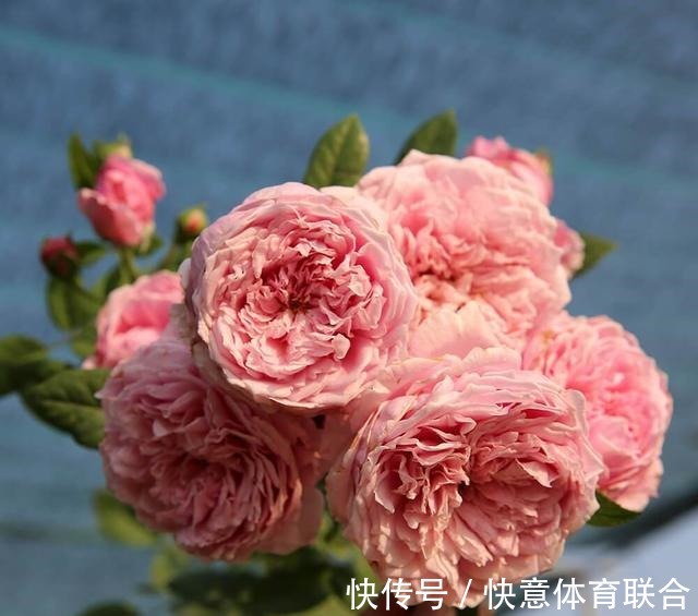 灌木|浓香月季品种大盘点,20个强香品种图文介绍。种一颗满屋飘香!