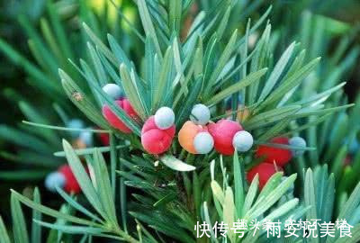 城里人|农村最好吃的5种野果,吃过4种的是农村人