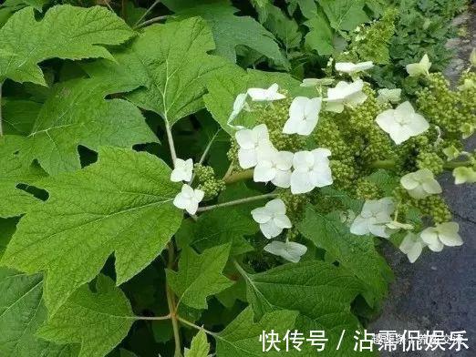 绣球花盆栽买回家叶子长白斑,几天没打理,整棵植株都变白