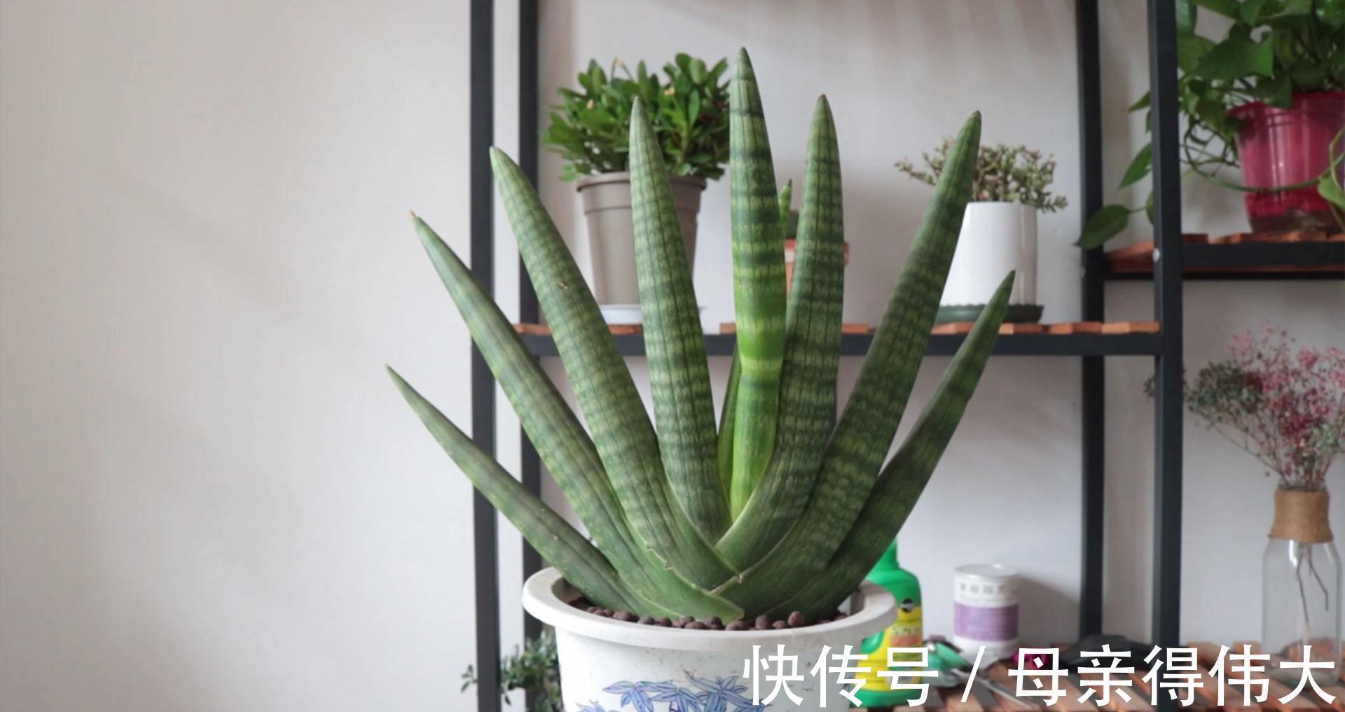 虎皮兰中的新品种佛手，长相个性养护简单，做好2点还能爆小崽