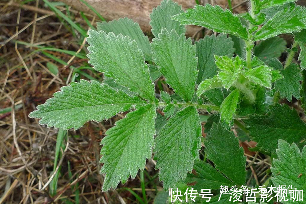 农田|满身都是刺,却成民间极品野菜,如今15元一斤,吃过的人不多