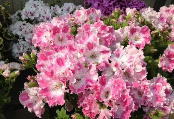 养花技巧粗生粗养也能四季开花！少养1种都觉得亏了