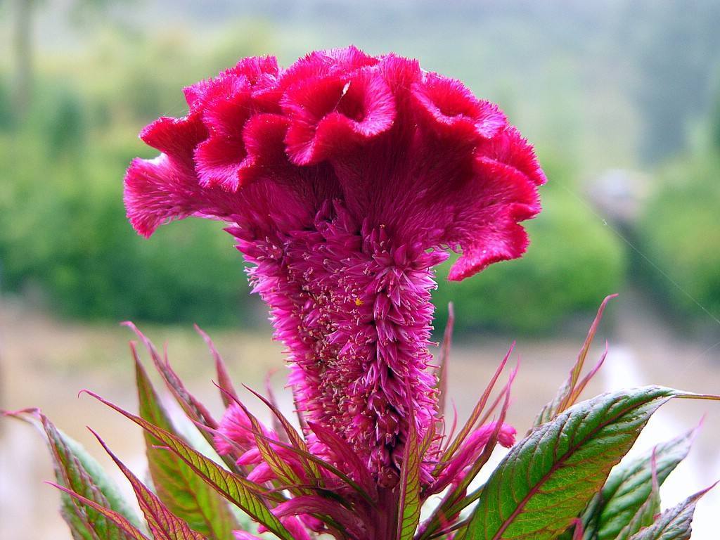 凤仙花|这13种漂亮的花,到了秋天结种子,记得采摘一些,留着明年种