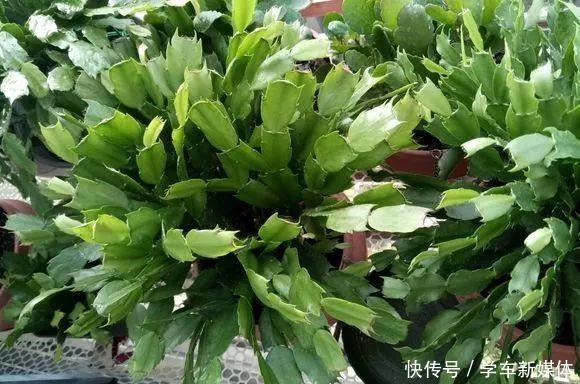 难怪养花“买一盆、死一盆”,简单3步操作,养啥旺啥,晋升高手!