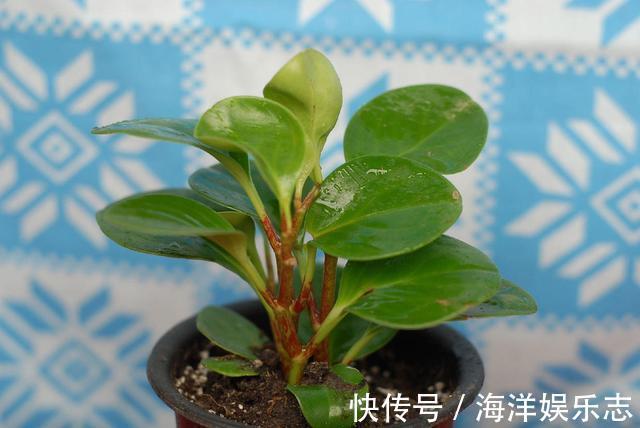 叶片|这花称为“电脑杀手”，桌边放几盆减少辐射，养得肉嘟嘟更具生机