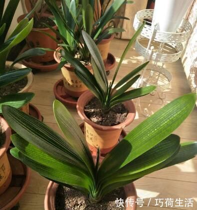 君兰|君子兰是多晒好,还是少晒好很多人弄反了,难怪黄叶不开花
