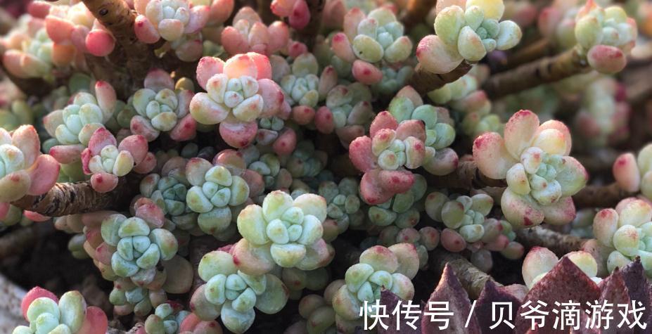 美肉生活的第一步,如何优选多肉,远离选择误区