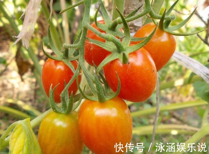 阳台上|喜欢吃番茄,不如种青梅番茄,不仅好看,还营养丰富!