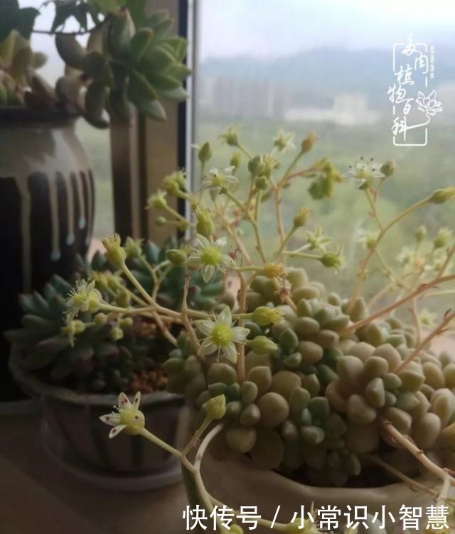 欧紫|我是多肉飘窗党,我来晚了!我是多肉飘窗党,我来晚了!