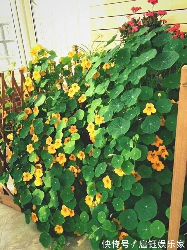 此花叶子像“小荷叶”，长起来比绿萝还快，一年开花6个月