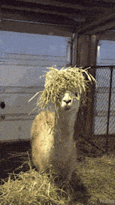 |搞笑GIF:天道好轮回,苍天饶过谁