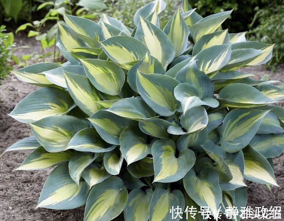 冬天“装死”的4种花,过冬不用管,明年早早就“开花”