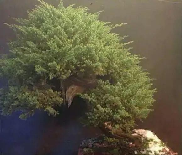 看到这些盆景以前的样子,我也是服了