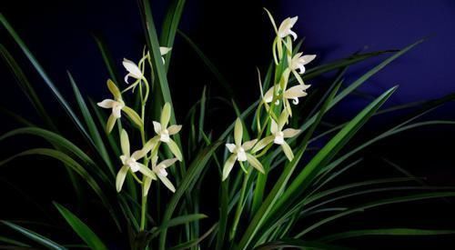 阿司匹林|兰花长势比较弱,试试几个小技巧,保准一片生机!