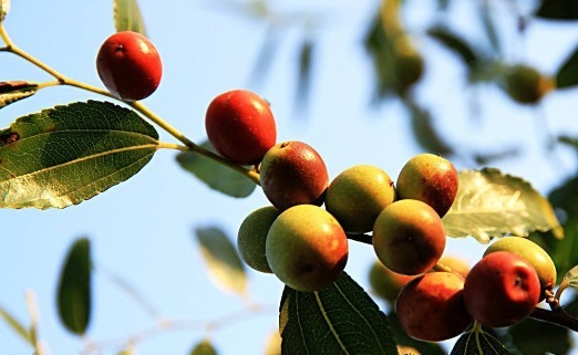 慢性疾病|失眠的“秘方”早被公开,喝白开水时加一点,一觉睡到大天亮