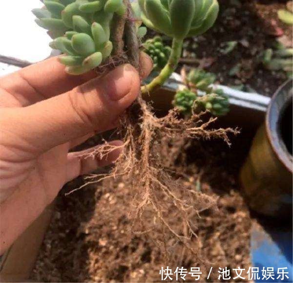 裸根多肉|别光顾着买多肉,盆换不好,怎么养都不活!