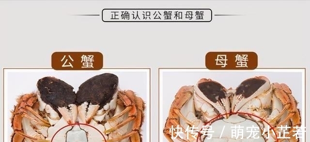 蒸出来的螃蟹没有蟹黄？40年大厨：除了螃蟹放反，还有这3个原因