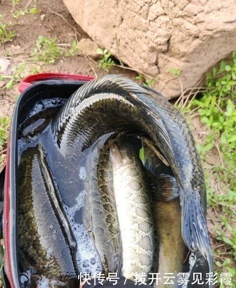 长江君|没人电鱼后,成都郊外水塘黑鱼泛滥,有人半天钓了十几条