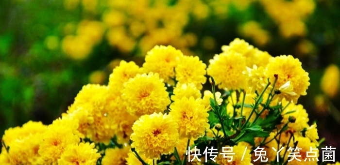 词人$红叶黄花秋意晚,女主人公因悲秋而怀远,书信难寄玉泪滴落红笺淡