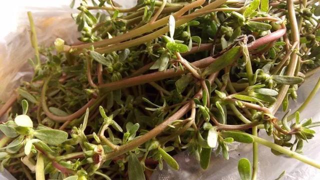 功效|马齿苋居然是“救命”的良药,究竟有哪些功效呢看完果断收藏