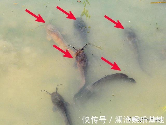 “它”经常被人错认，已泛滥成灾，且不能食用