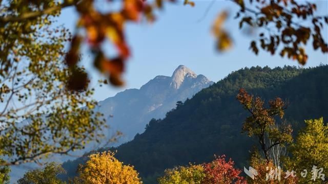 罗田|红叶醉美大别山