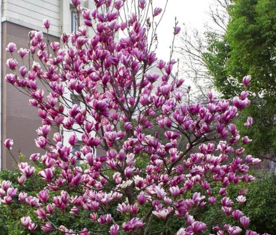 家中有院子，栽上1种观赏树，春天开花硕大又美丽