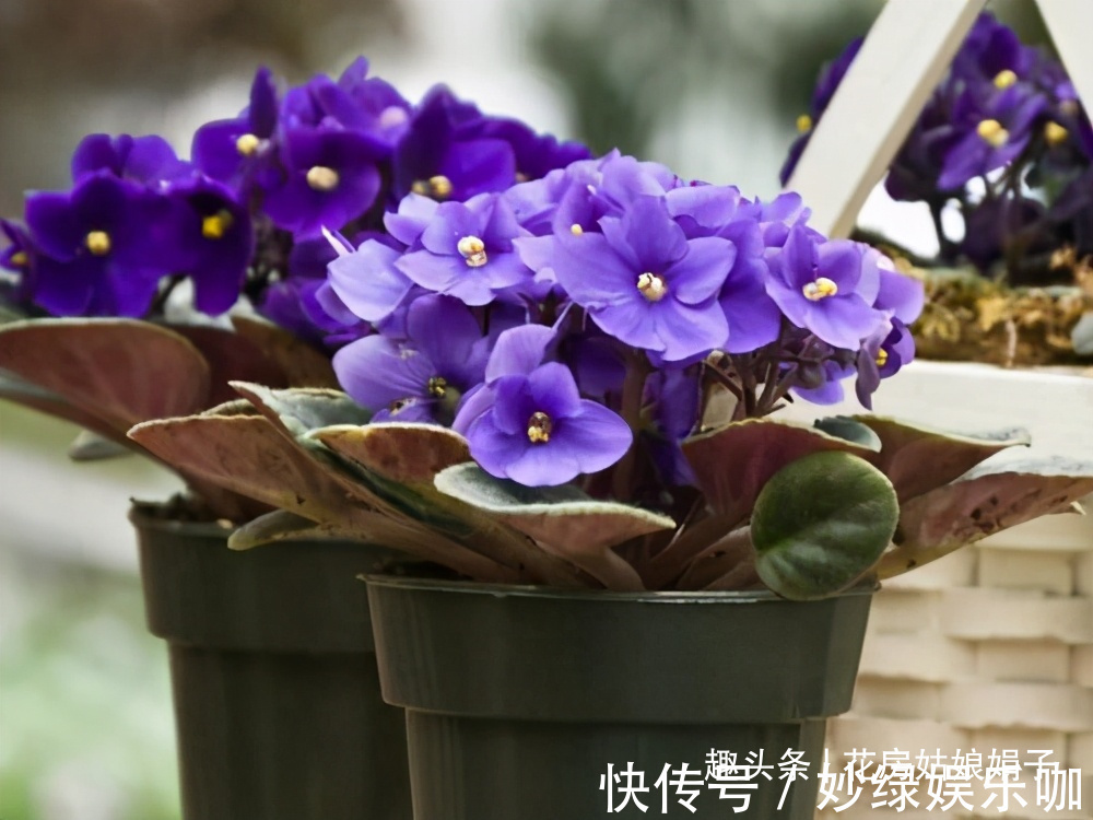 三角梅|适合秋天养的7种花,好养易活,只要环境合适,爱开花,花期长