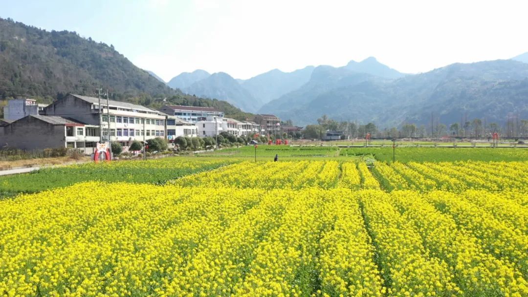 新芦村|300亩！永嘉县城也能看到油菜花海！