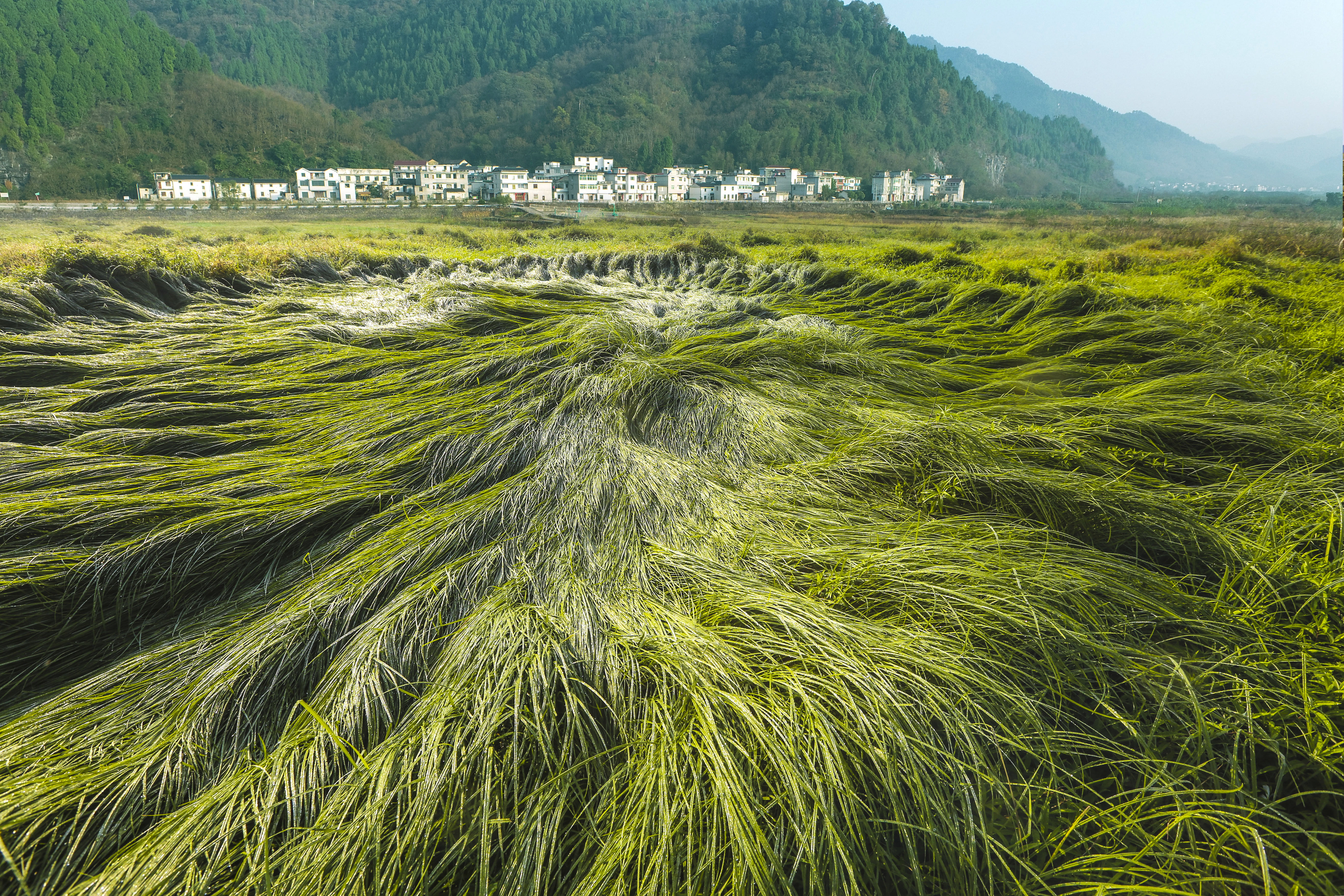 龙须草|淳安乡村湿地美如画