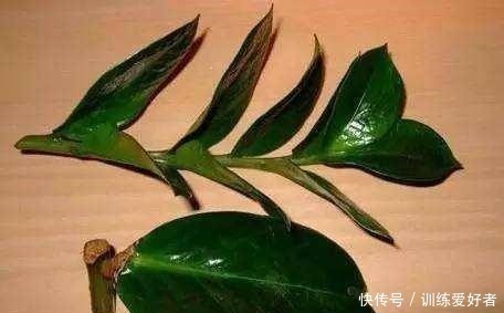 月季|8种花不用花钱买,掐片叶、剪根枝,找个花盆种起来,家里放不下!