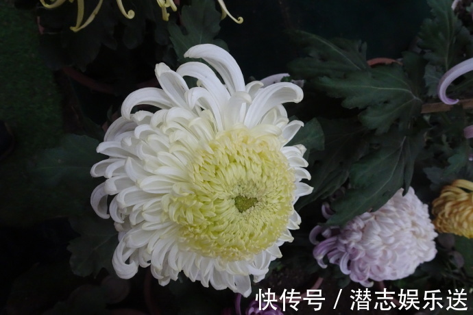 菊花|喜欢菊花,不如养盆“祝寿菊花”国华八十祝,桃吐丹霞,雍容华贵