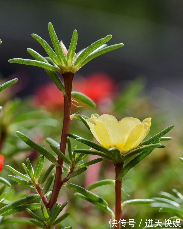 太阳花根茎软倒伏不开花,抓紧时间“剃光头”,夏末还能开一茬