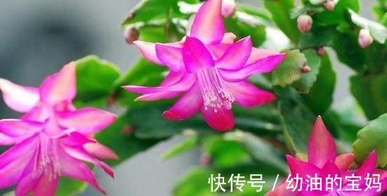 初冬养花，盆中浇3种营养液，花开又大又艳，叶油亮土疏松