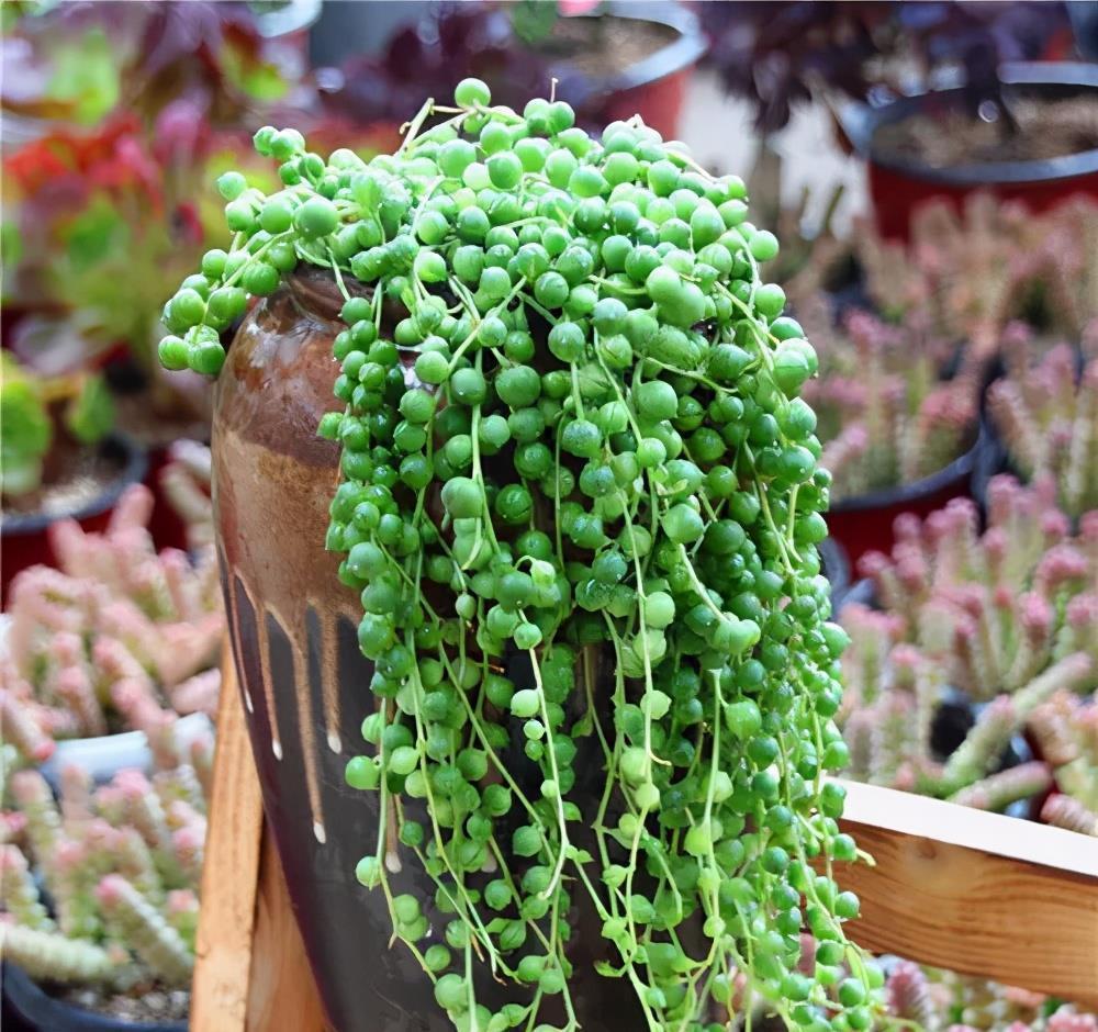 工作繁忙又想养花?推荐4种懒人花,丢阳台上不管也旺盛