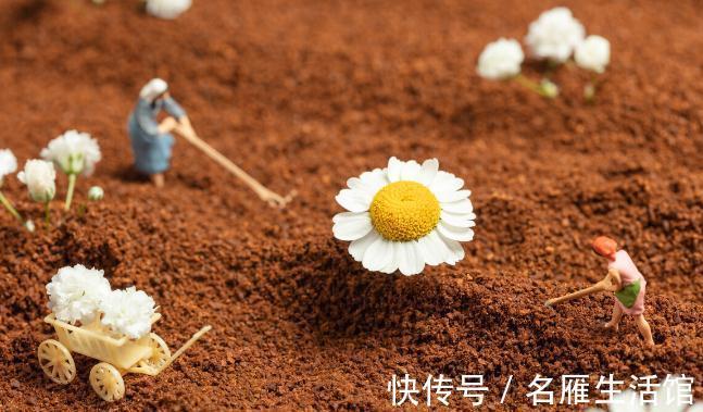 养花的土壤板结?加上4种东西,土壤疏松有劲,养啥都省心