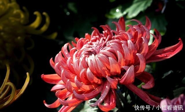 从不|智者,从不说的五句话!