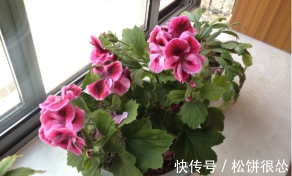 春天|养太阳花、长寿花、石竹,春天把握住“细节”,开花才漂亮