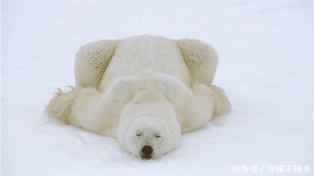 23个冷知识：看起来很有趣，但却没有地方能够使用的奇怪知识