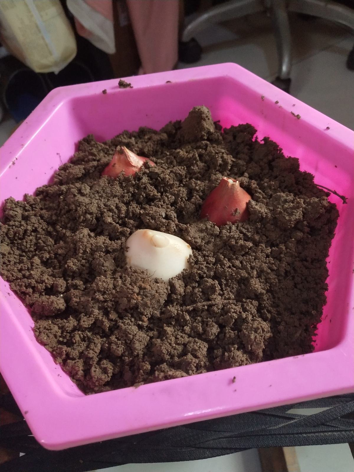 养花换下的旧土别扔，3招让土肥的流油，省下一笔养花钱