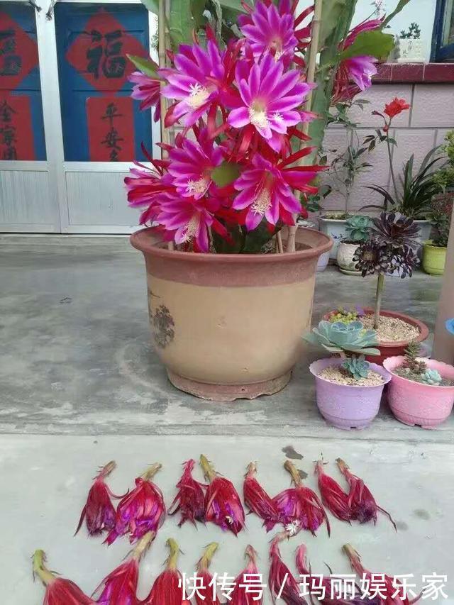 下头|一棵仙人掌,开出“大荷花”,插一根枝条,上头下头都“冒根”