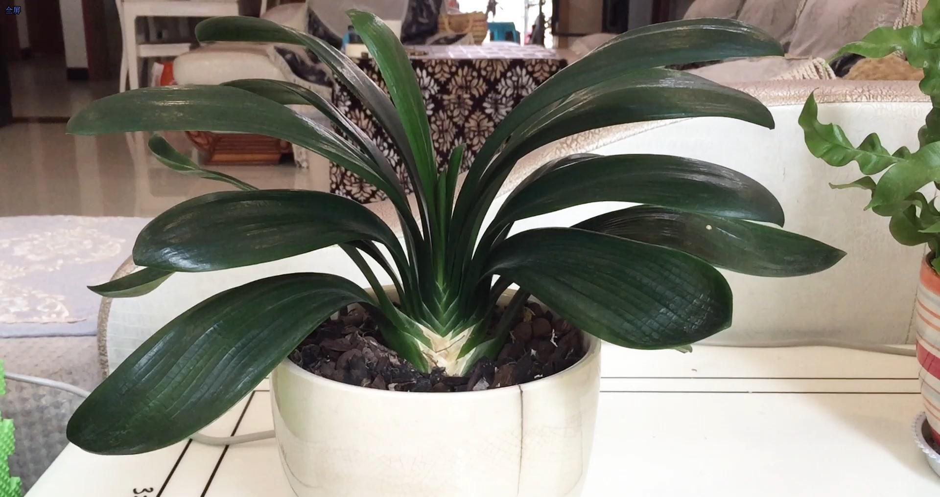 家养君子兰最简单的配土、施肥方法，不会烂根、好养