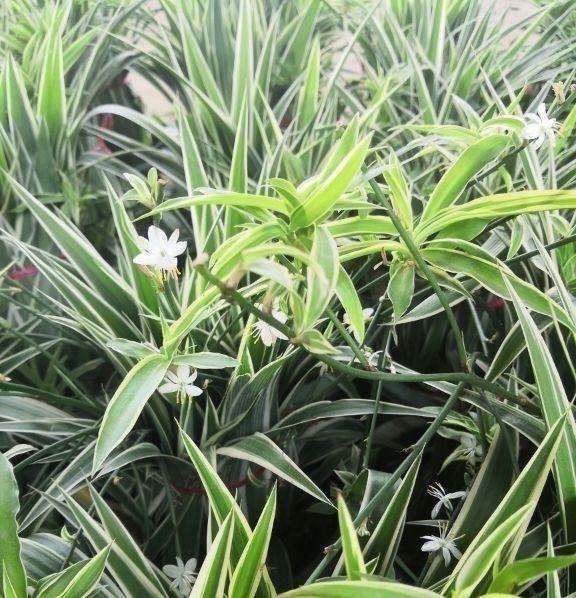 耐阴花|12种耐阴花,适合养在卫生间里,光不好也能呼呼长!