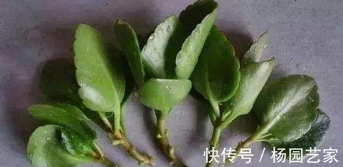 太阳花|天凉后,建议扦插4种花,“生根”后稍加养护就开花