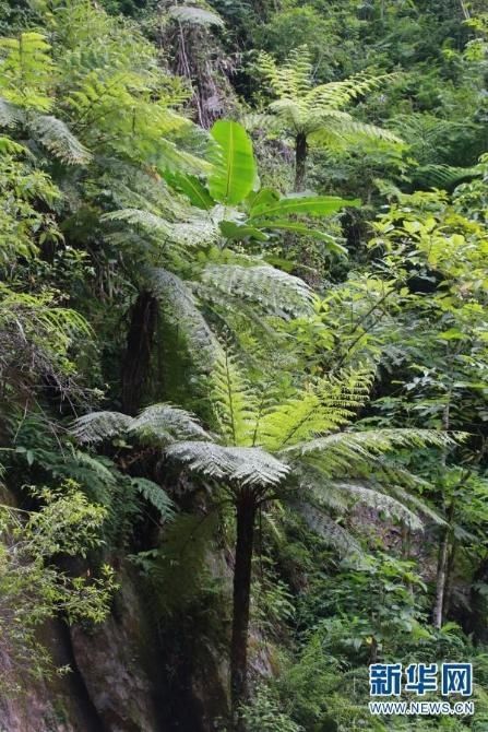 温榆河|云南怒江州境内国家重点保护野生动植物保护率达到100%