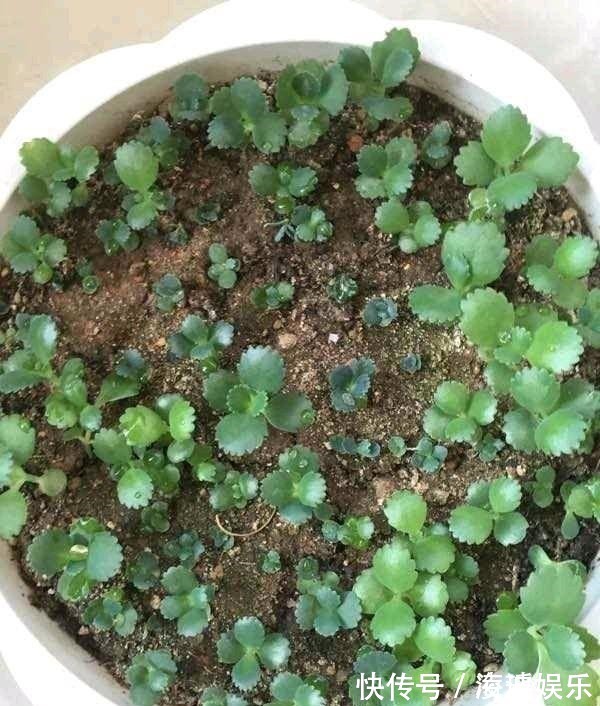 盆栽|这5种花叶子落地便生根,趁现在抓紧繁殖,一个月长成小盆栽