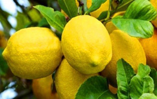 菊花|每天坚持吃3种食物,排毒养颜、延缓衰老,身体棒棒哒!