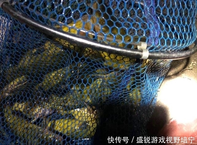 罗果果|广东一河道黄颡鱼“大暴走”,钓鱼人:很肥,大的半斤多