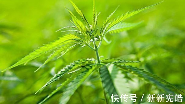 红麻|它在以前是麻绳原料首选，如今却被视为高级野菜，现在采摘正当时